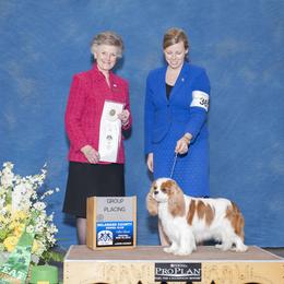 Cavalier King Charles Spaniel All Grown Up from Fields Edge Cavaliers