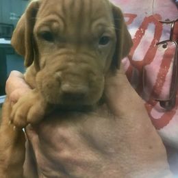 Vizsla Puppies from Two Ponds Farm Vizslas