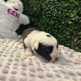 Jinx - Brindle and white female Cardigan Welsh Corgi puppy in Clio, Michigan from Old Oak Cardigans
