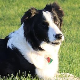 Border Collies from Crooked Creek Border Collies