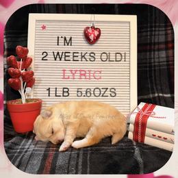Lyric - Red and white female Pomsky puppy in Marshall, Minnesota from Miles of Smiles Pomskies