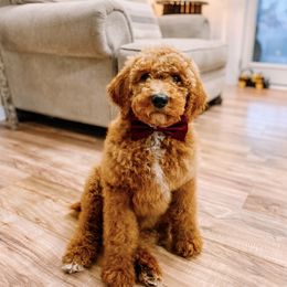 Goldendoodle and Poodle Puppies from Southern Standard Poodles and Doodles