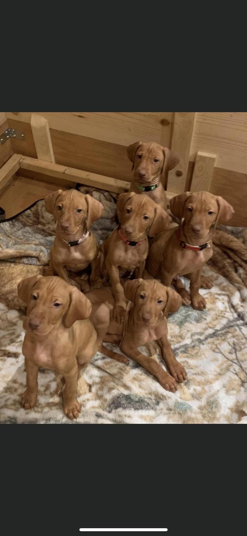 Carlson Vizslas in Minnesota Vizsla puppies Good Dog