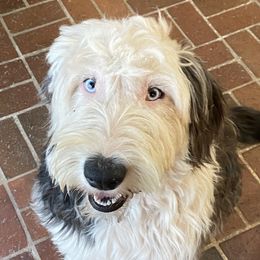 Daizey - Old English Sheepdog