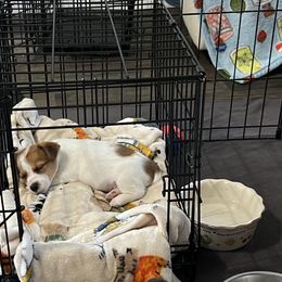 Russell Terrier Puppies from Norvell Kennels