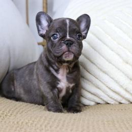 Mocca - Fawn brindle and white female French Bulldog puppy in Los Angeles, California from Vergara Bulls