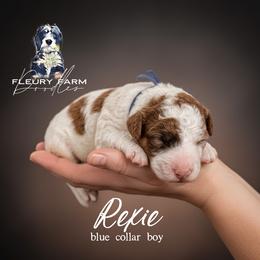 Rexie - Brown male Whoodle puppy in Knoxville, Tennessee from Fleury Farm Doodles TN