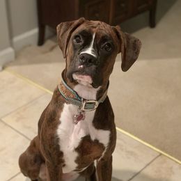 Leia - Boxer