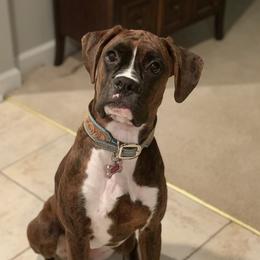 Leia - Boxer