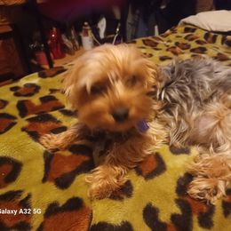 Piper ann - Yorkshire Terrier