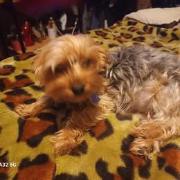 Piper ann - Yorkshire Terrier