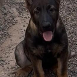 U 6 - Bi-color male German Shepherd puppy in Surprise, Arizona from Vom Wustefeuer German Shepherds