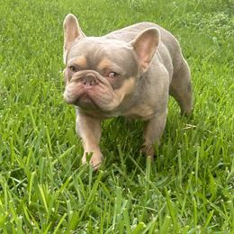 French Bulldog puppies from Debruyn Bulldogs
