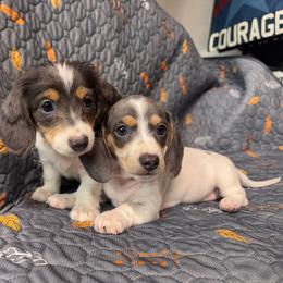 Girl 2 - Piebald female Dachshund puppy in Stockton, California from Royalty Weenies
