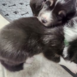 Uranus - Black and white female Border Collie puppy in New Oxford, Pennsylvania from The Weekend Farm