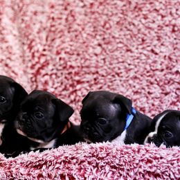 French Bulldog Puppies from FrenchieBnB