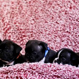 French Bulldog Puppies from FrenchieBnB