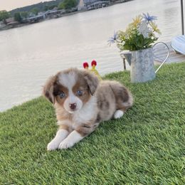 Australian Shepherd, Miniature Australian Shepherd, and Toy Australian Shepherd Puppies from Texas Miniature Aussies