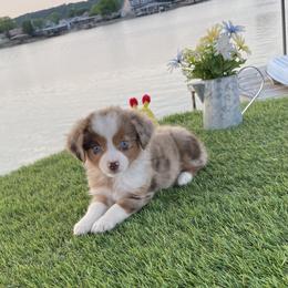 Australian Shepherd, Miniature Australian Shepherd, and Toy Australian Shepherd Puppies from Texas Miniature Aussies