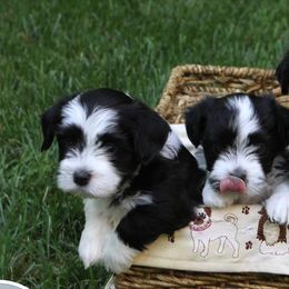 Havanese Puppies from La Brisa Havanese