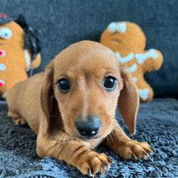 Pumpkin - Red female Dachshund puppy in Ocala, Florida from Weenie Boops