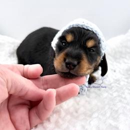 Versace - Black and tan male Dachshund puppy in Imperial, Missouri from Bea’s Dackel Haüs