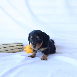 Dixie - Piebald female Dachshund puppy in Fredericksburg, Ohio from William's Dachshunds