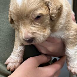 Tyson - Cream male Pyredoodle puppy in Prescott, Washington from Washington Pyredoodles