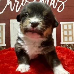 Cole - Black and tan male Pembroke Welsh Corgi puppy in Nortonville, Kansas from Low Riders Corgis & Mini Aussies