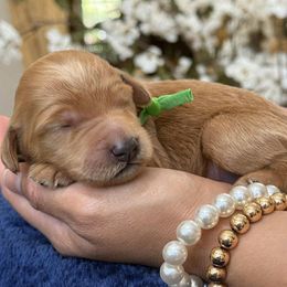 Green collar male - Apricot male Goldendoodle puppy in Yuciapa, California from AlltheDoodlez_