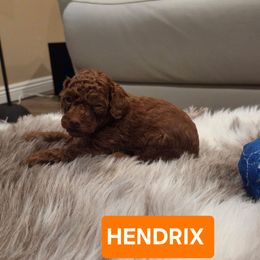 Hendrix - Red  male Poodle puppy in Hesperia, California from Sweetie Pie Poodles