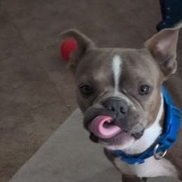 Silas - Boston Terrier