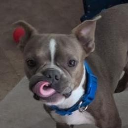 Silas - Boston Terrier