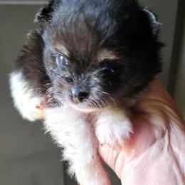 Tri boy 1 - Tri-colored male Pomeranian puppy in Carrollton, Georgia from B AND R'S POMERANIAN'S