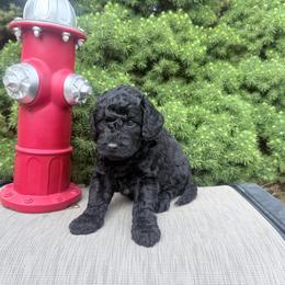 Black - Black male Goldendoodle puppy in Mc Cutchenville, Ohio from Dawn's Doodles