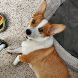 Espi - Pembroke Welsh Corgi