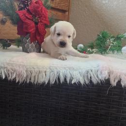 Rocco - Labrador Retriever puppy from Marlene's Labrador Retrievers