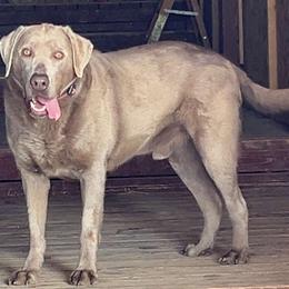 Labrador Retriever puppies from Wind River Labrador’s