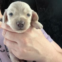 Girl 2 - Cream female Dachshund puppy in Bigfork, Minnesota from Dachshunds Up North