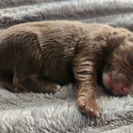 Miniature Australian Shepherd and Toy Australian Shepherd Puppies from Kinsley's Cuties & SouthPaw Creations