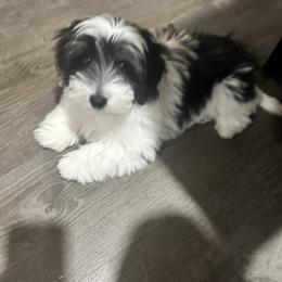 Snoopy - Black & white male Maltipoo puppy in Apple Valley, California from Boujeepups