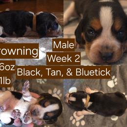 Browning Brown Male - Black tan and bluetick male Beagle puppy in Bemidji, Minnesota from Nse Farms Beagles