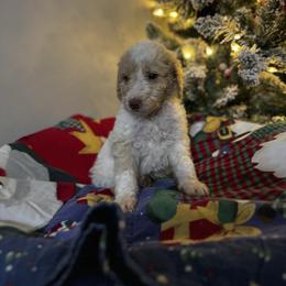 Gum Drop - Parti female Goldendoodle puppy in Sanford, Florida from Florida Coast Golden Doodles