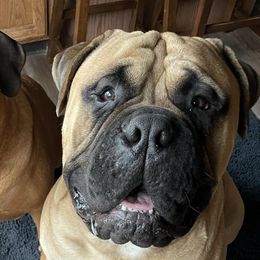 Bullmastiffs from Merica's Bullmastiffs