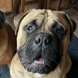 Bullmastiffs from Merica's Bullmastiffs