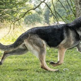 German Shepherds from Royale German Shepherds