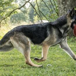German Shepherds from Royale German Shepherds