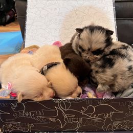 Pomeranian Puppies from GTBBF Pomeranians
