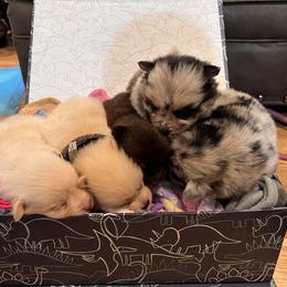 Pomeranian Puppies from GTBBF Pomeranians