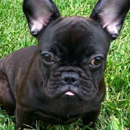 French Bulldogs from Willoughby Frenchies